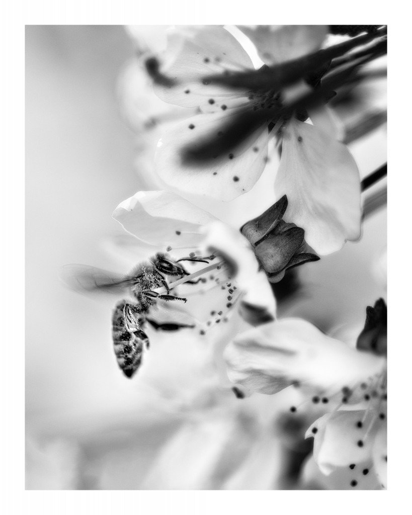 bee