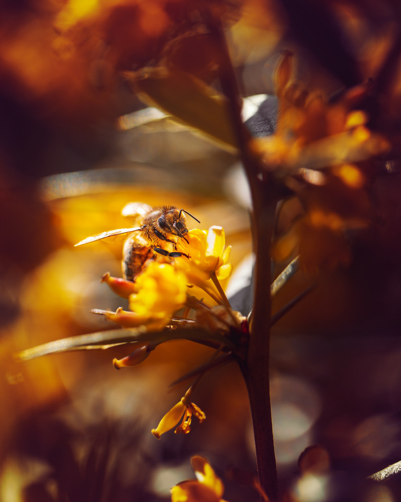 bee