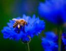 bee on kornblume
