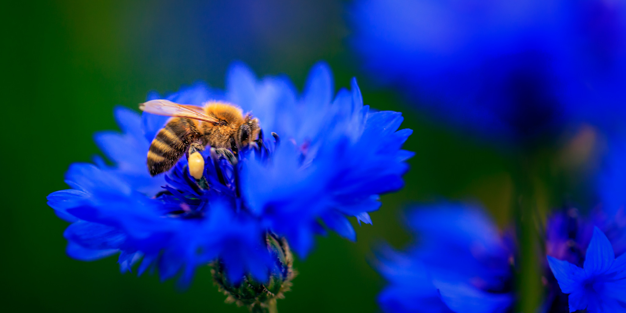 bee on kornblume
