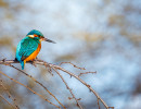eisvogel