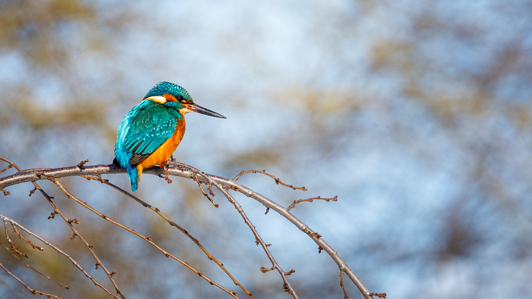 eisvogel