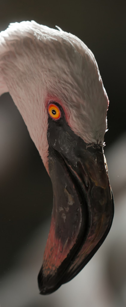 flamingo flamingo