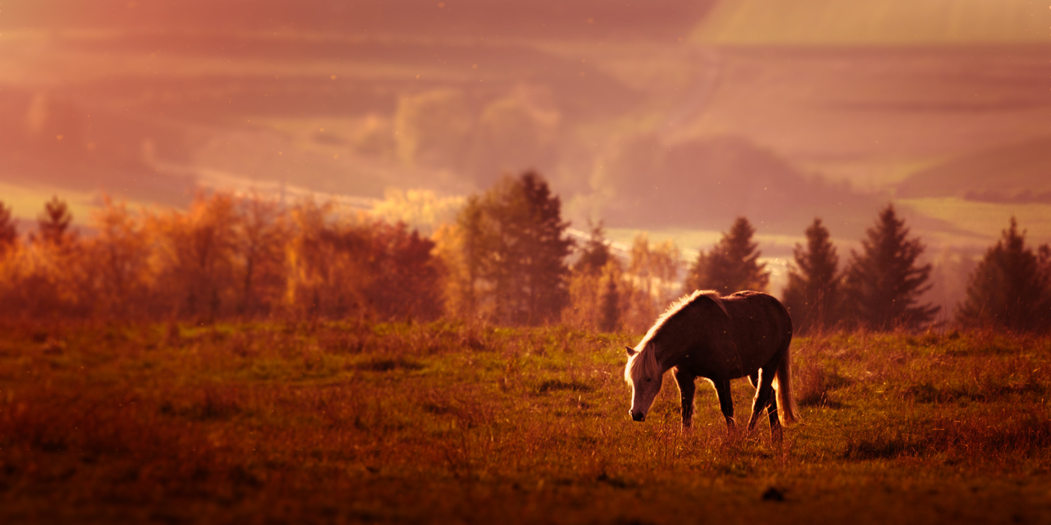sunsethorse