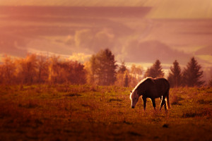 Fauna