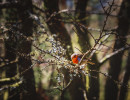 whw bird