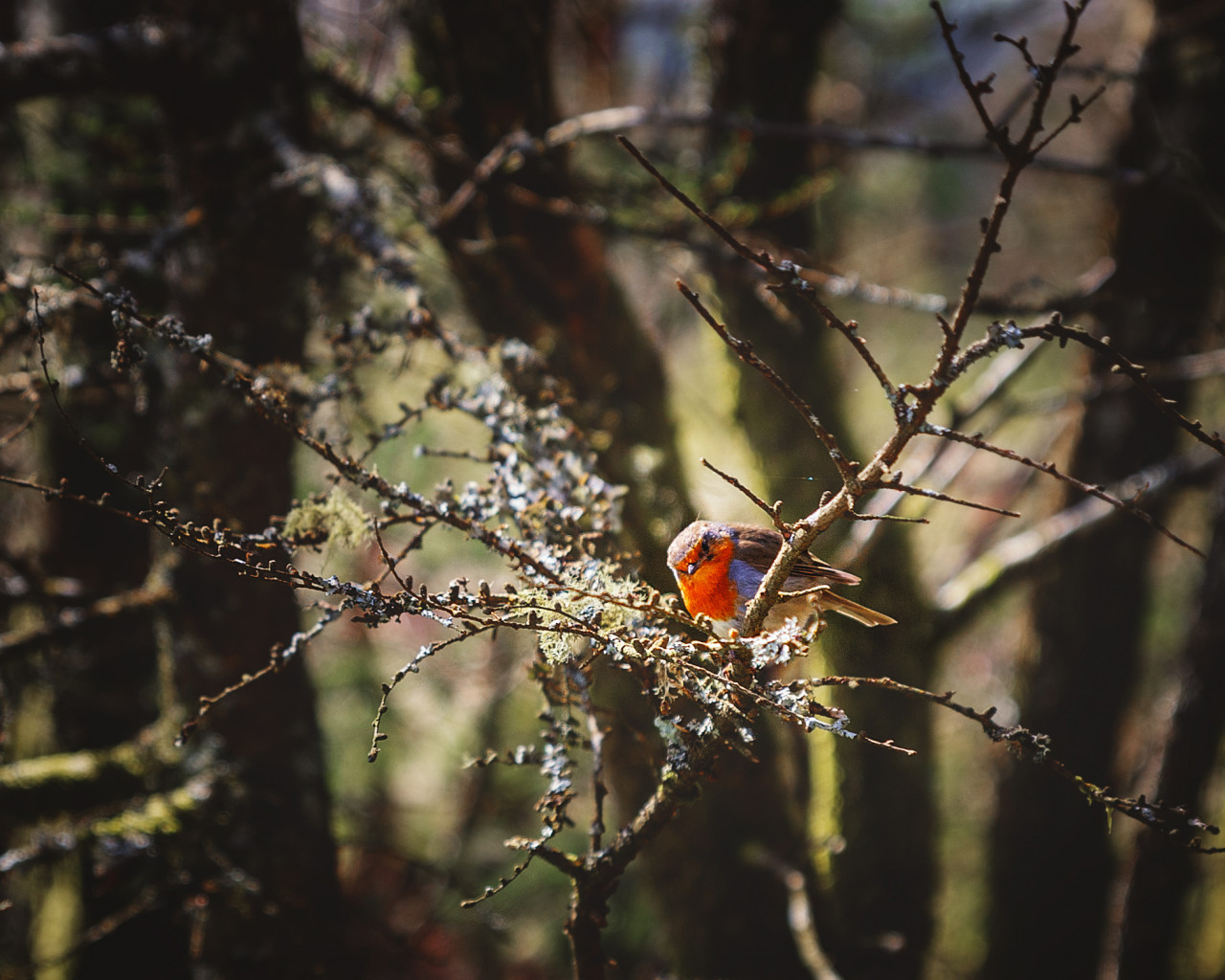 whw bird