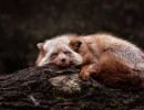 wildpark fuchs