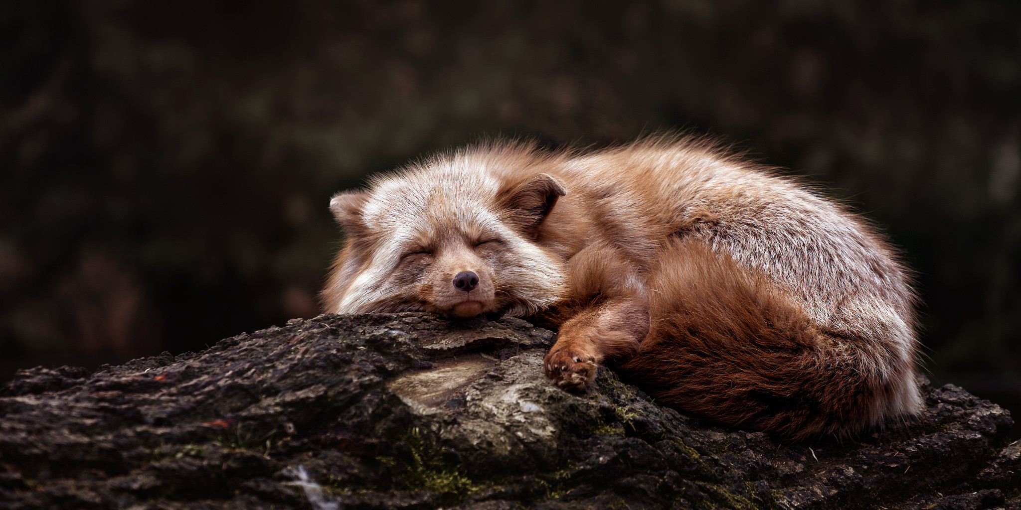 wildpark fuchs