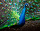 wildpark pfau