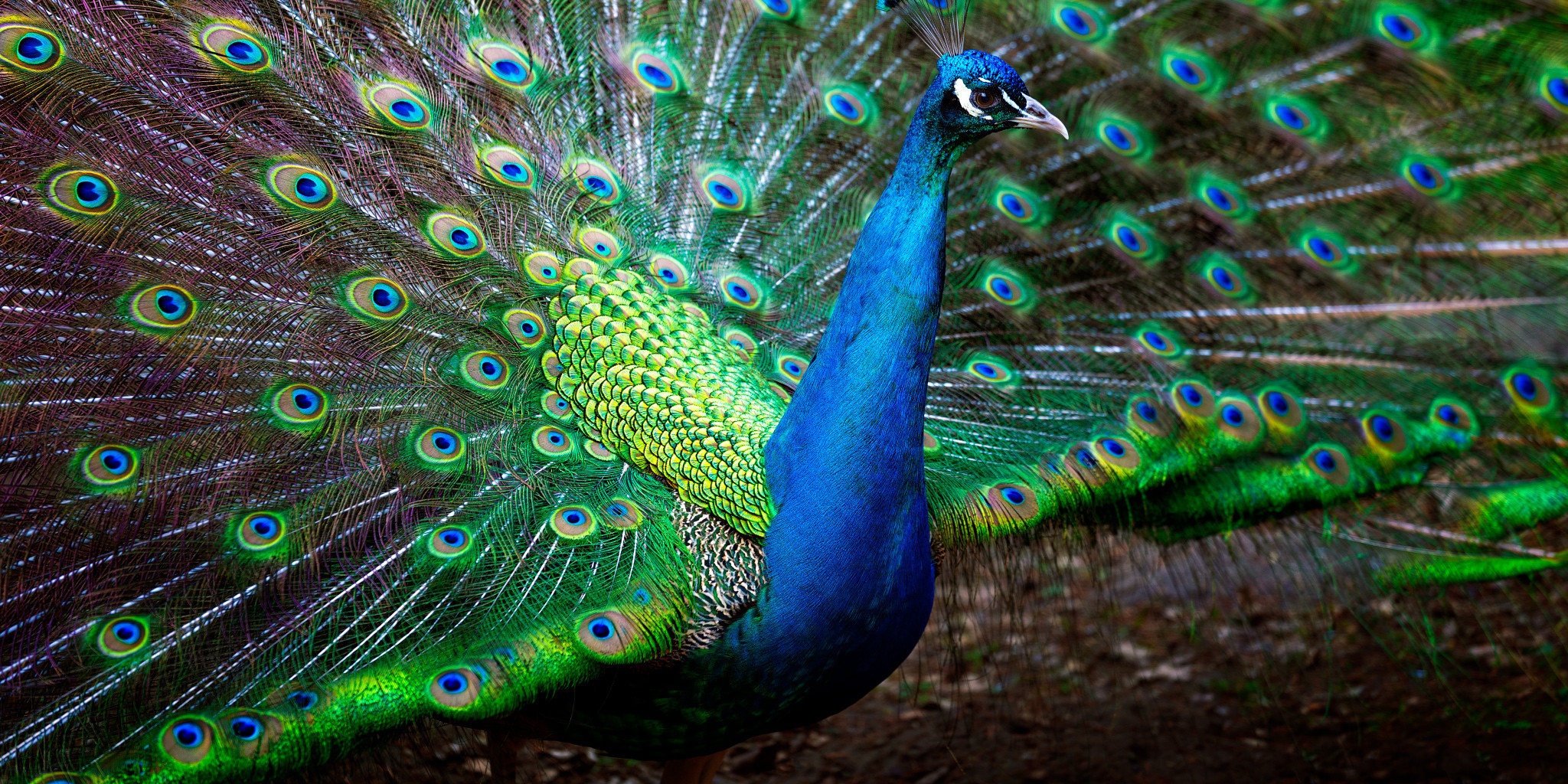 wildpark pfau