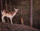 wildpark reh