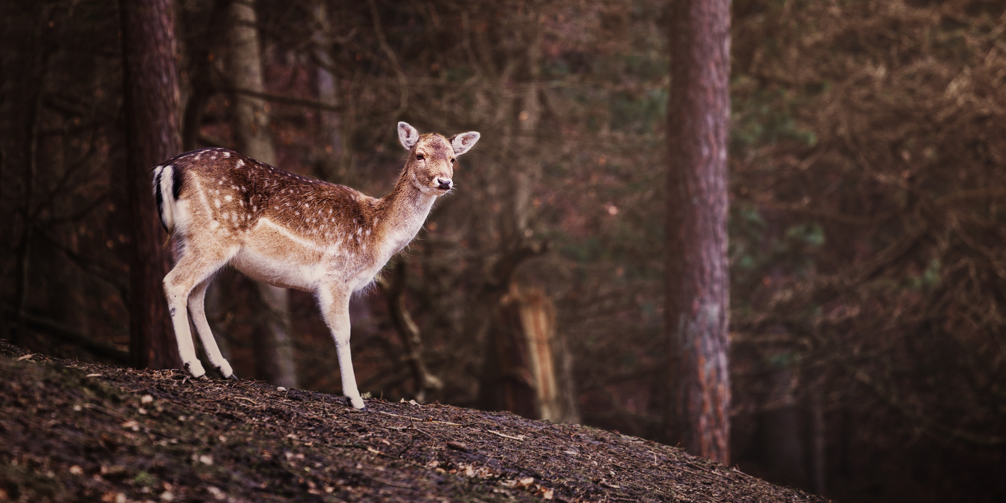 wildpark reh