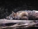 wildpark sadwolf