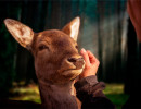 deer lyd