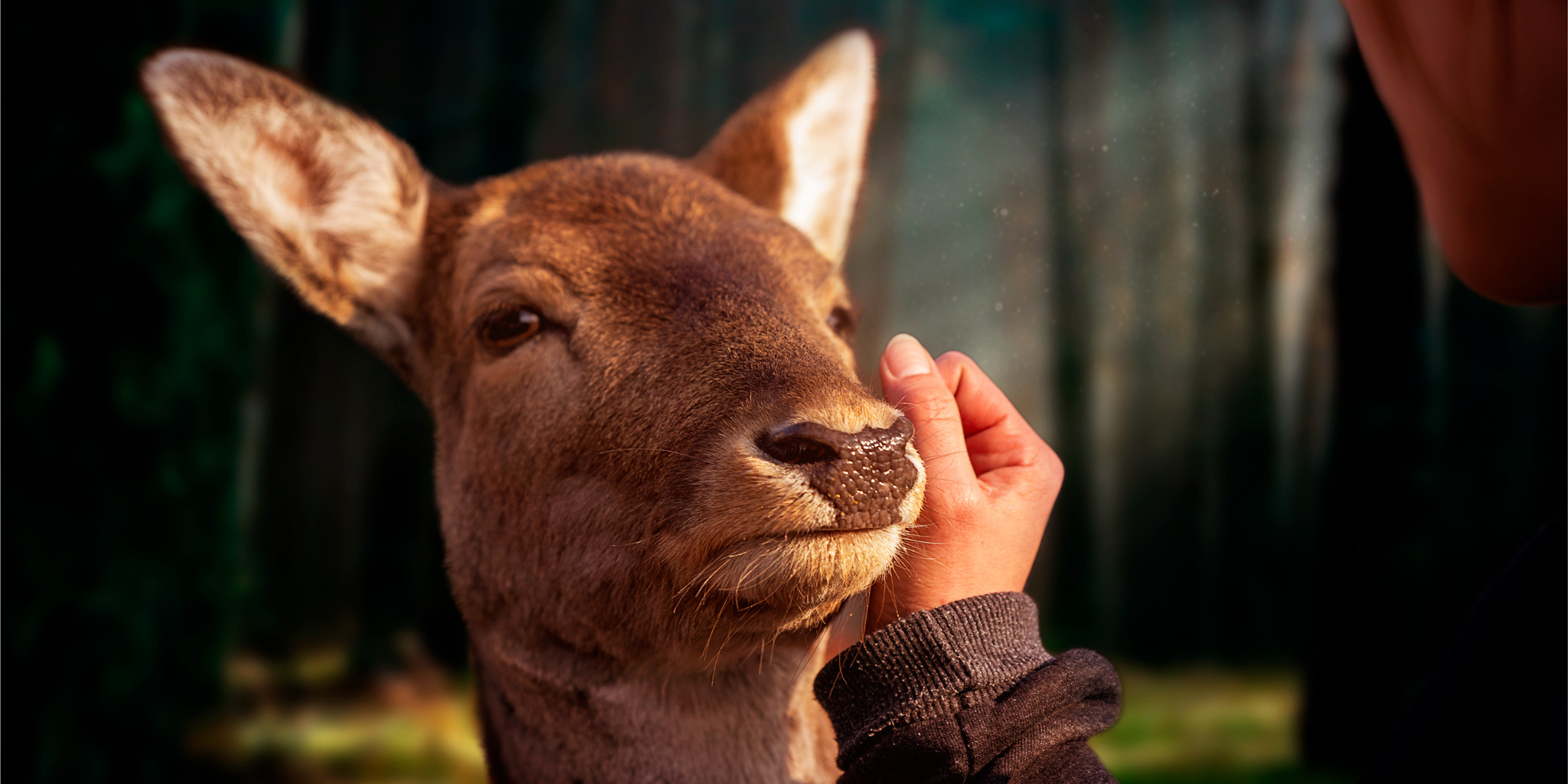 deer lyd
