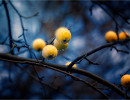 2018 12 appeltree