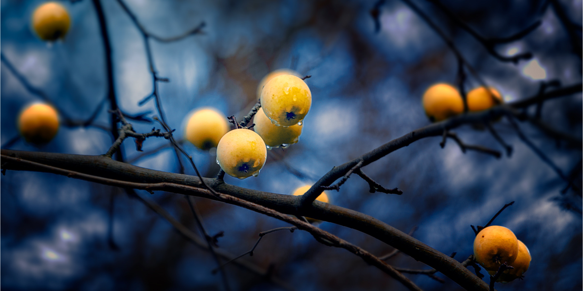 2018 12 appeltree