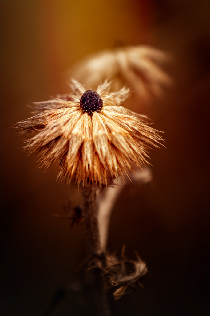 2018 12 distel