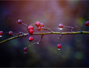 2018 12 vogelbeeren