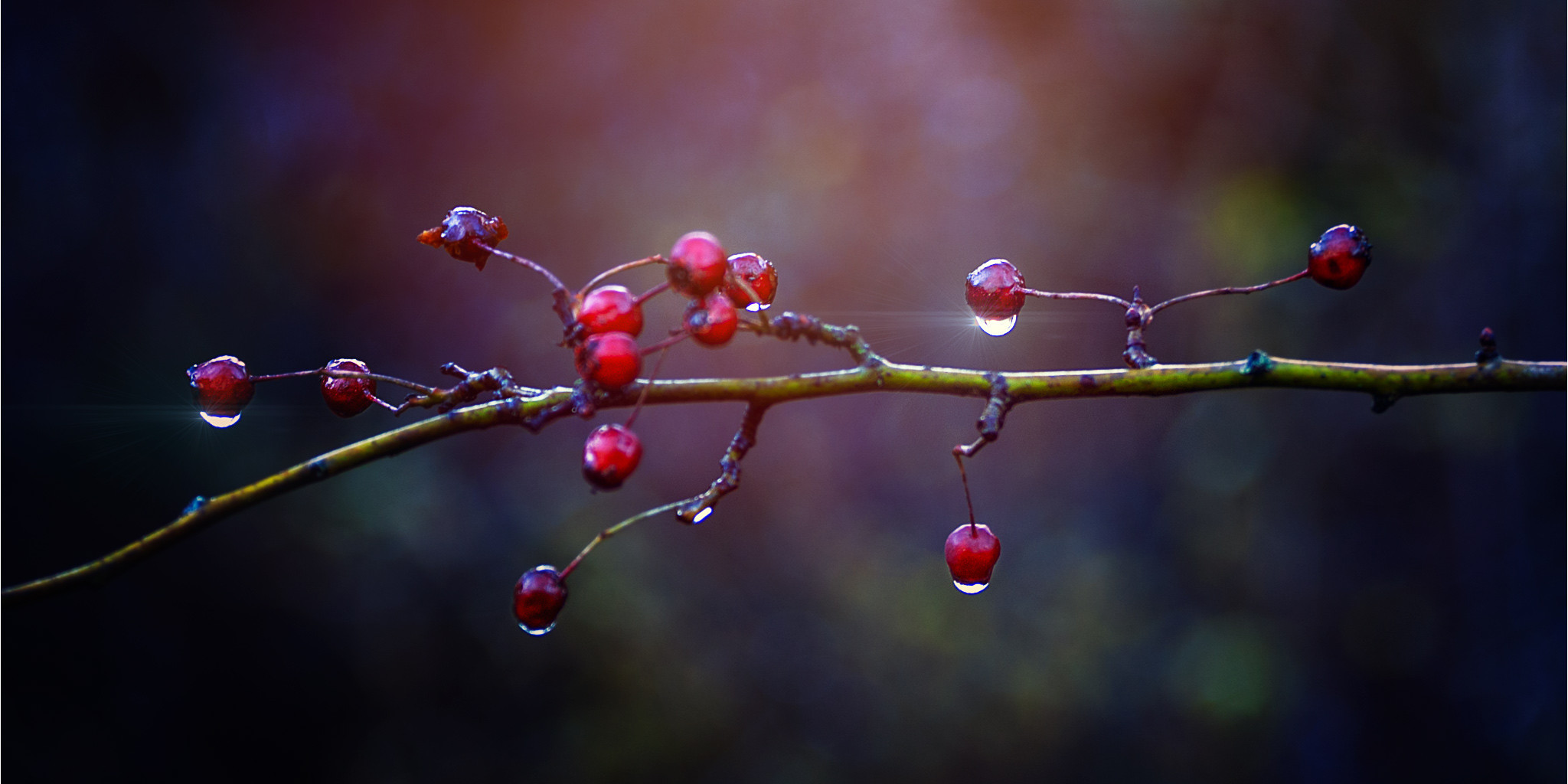 2018 12 vogelbeeren
