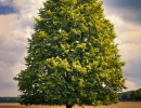 20210710 tree