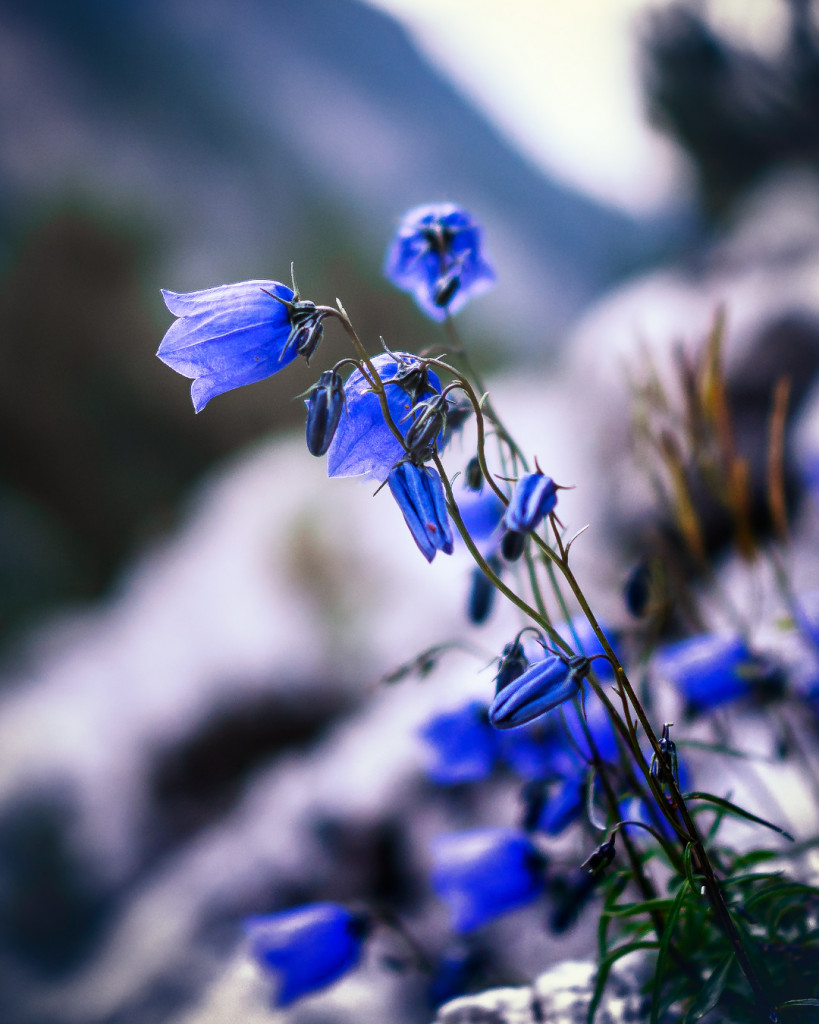 alpenblume