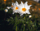 alpenblume