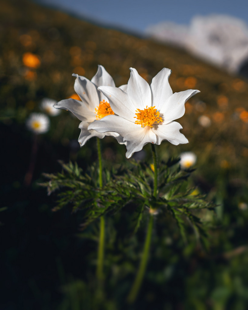alpenblume