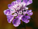 alpenblume