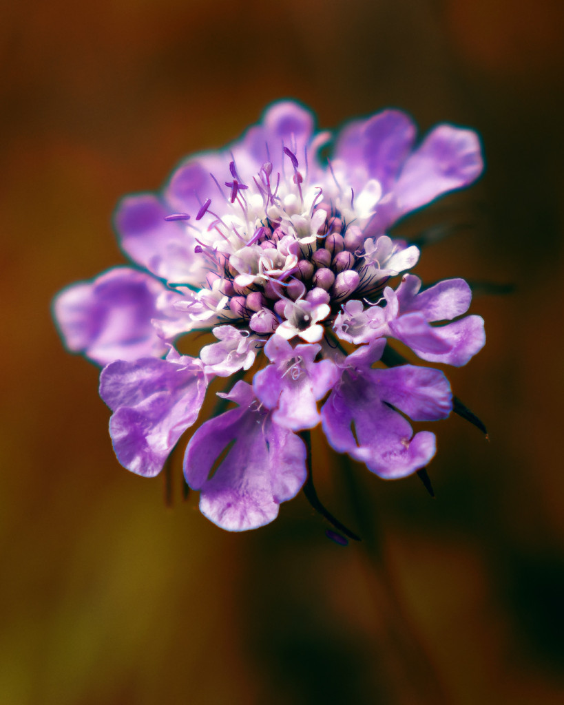 alpenblume