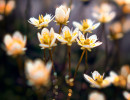 alpenblume