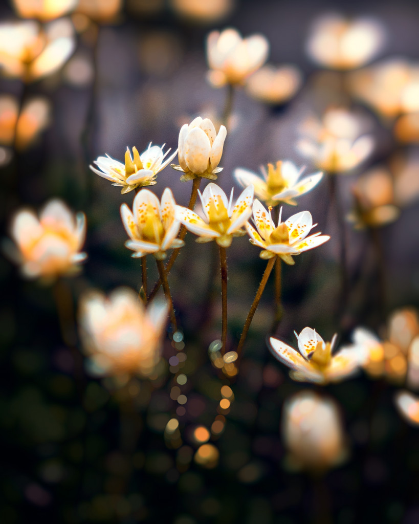 alpenblume