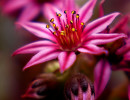 alpenblume