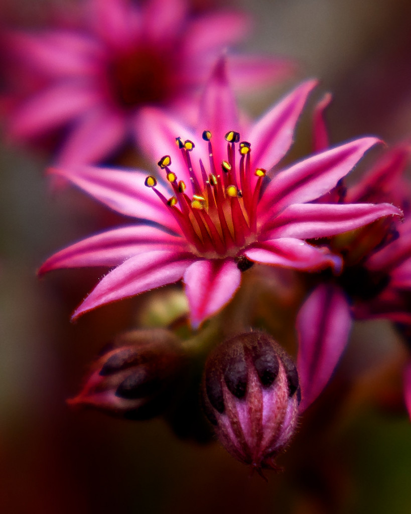 alpenblume