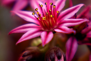 Flora