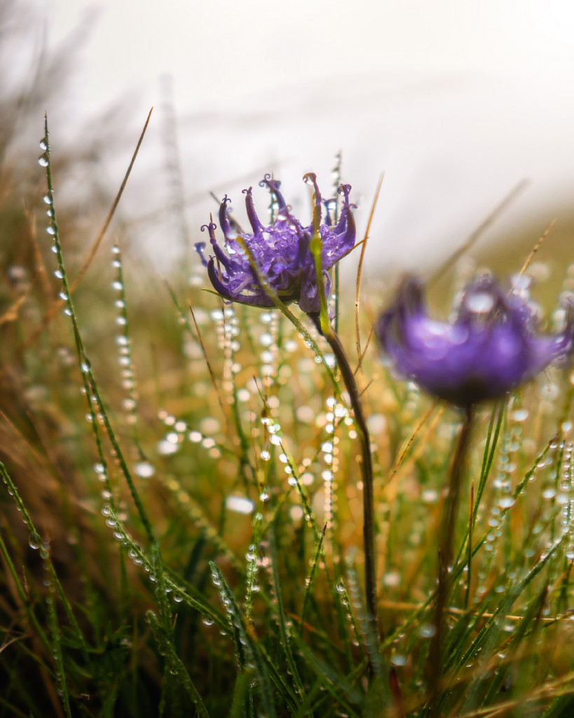 alpenblume