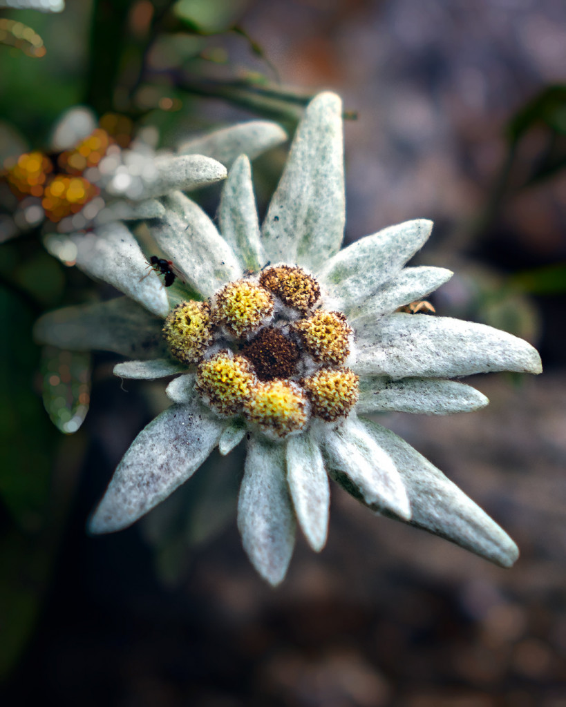 alpenblume
