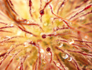 alpenblume