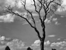 feeld tree bw