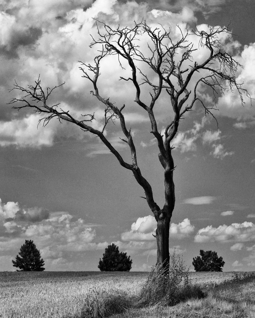 feeld tree bw