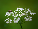 fly