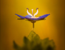 free flower