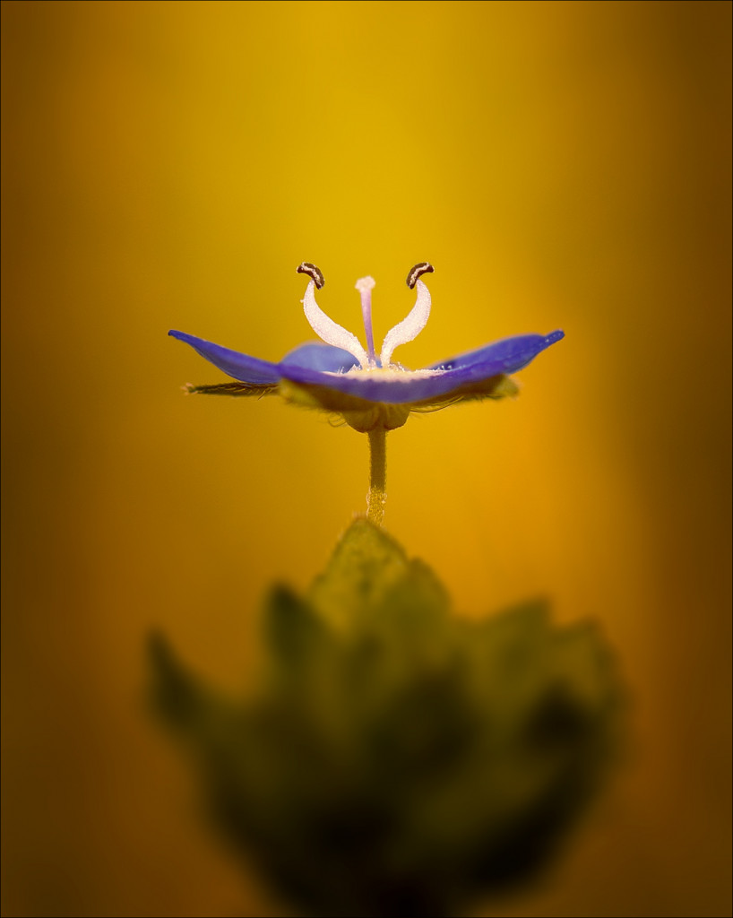 free flower