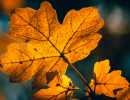 herbstblatt