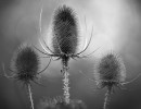 herbstdistel