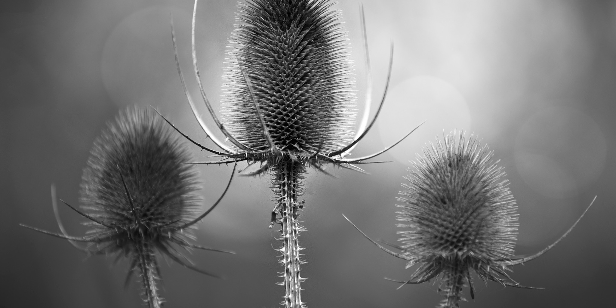 herbstdistel