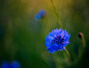 kornblume2 fb