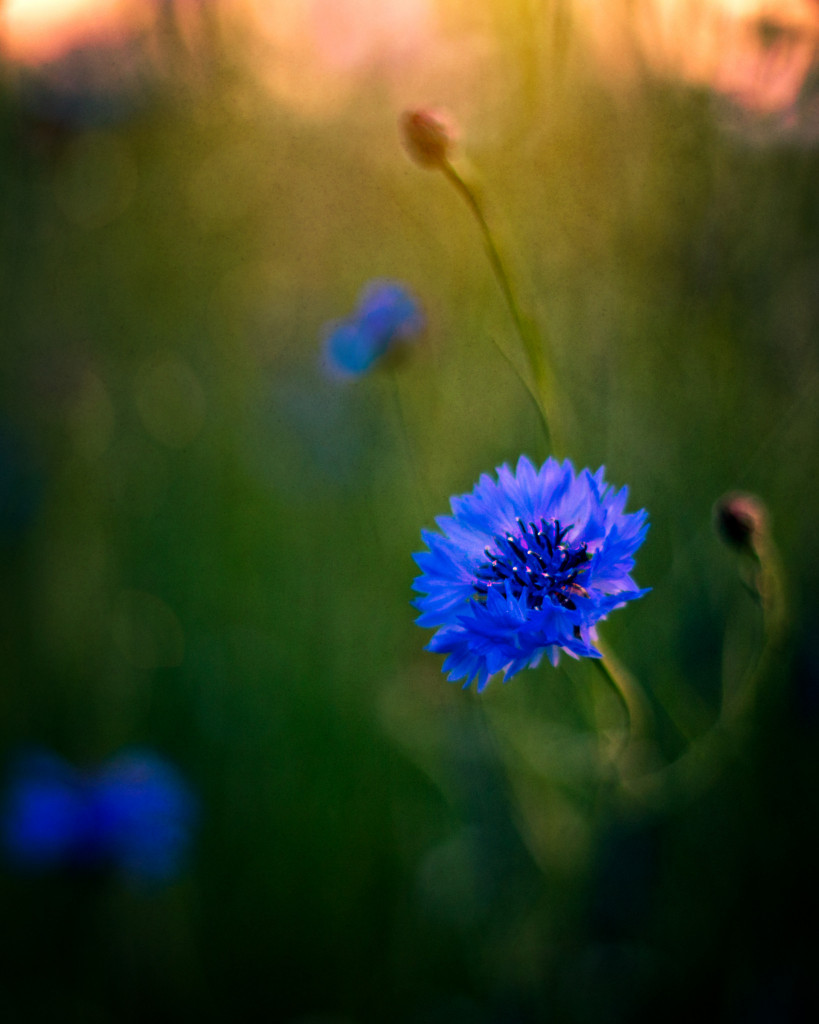 kornblume2 fb