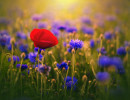 mohn und kornblumen